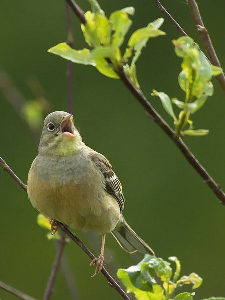 Peltosirkku, Ortolan Bunting, Emberiza hortulana